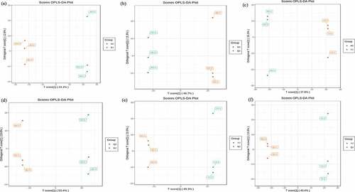 Figure 2. The orthogonal partial least square discriminant analysis (OPLS-DA) score between treatment MJ and BJ (Figure 2a), MJ and QJ (Figure 2b), MJ and YJ (Figure 2c), QJ and BJ (Figure 2d), YJ and BJ (Figure 2e), YJ and QJ (Figure 2f).