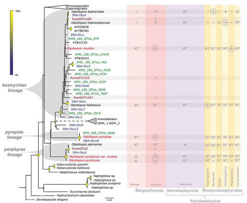 Fig. 1. Hidden diversity and host range in the marine genus Olpidiopsis. Phylogenetic anchoring of all V4 18S rDNA Operational Taxonomic units (OTUs) identified in this study with reference Olpidiopsis sequences, as well as four additional environmental 18S sequences (KT815133, KT810401, AY426928, AY789783) identified by similarity search in GenBank. Grey brackets define the three Olpidiopsis lineages named after their first described species. Olpidiopsis species initially isolated on Bangiophycean hosts are indicated in red. Purple, green and blue OTUs correspond to sequences obtained from P. umbilicalis metabarcoding, the Australian Marine Dataset (AMD) and our dedicated SRA screening pipeline, respectively. The right panel summarizes the host range of Olpidiopsis spp. based on previous laboratory experiments, where hosts can be infected (+), not infected (−), not tested (NT), or probably infected based on metabarcoding evidence (*). Dashed circles highlight naturally occurring hosts.