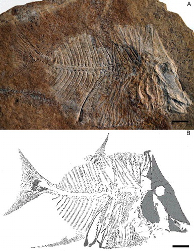 Figure 1. A, Scalacurvichthys naishi gen. et sp. nov., holotype (SMNK-PAL. 8613). B, camera lucida drawing of Scalacurvichthys naishi gen. et sp. nov.; dashed lines indicate the restoration of incompletely preserved structures; bones shaded in grey are reconstructions while the rest of the drawing is the original specimen. Scale bars = 1 cm.