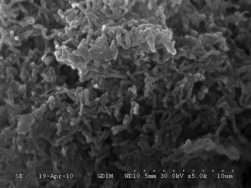 Figure 6. SEM micrographs of microorganisms grown on the porous ceramic particles surfaces after 35 days of NO treatment.