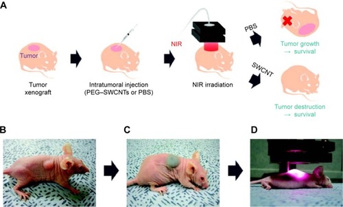 Figure 6 Photothermal treatments for in vivo tumor ablation using PEG–SWCNTs.Notes: (A) Schematic view of the procedure and results of PEG–SWCNT-mediated photothermal treatment of tumors in mice; (B) photograph of a mouse bearing KB tumor cells (~70 mm3); (C) photograph of a mouse after intratumoral injection of PEG–SWCNT solution (~120 mg/L, 100 µL); (D) photograph of NIR irradiation (808 nm, 76 W/cm3) for 3 minutes to tumor region. Reprinted with permission from Moon HK, Lee SH, Choi HC. In vivo near-infrared mediated tumor destruction by photothermal effect of carbon nanotubes. ACS Nano. 2009;3(11):3707–3713.Citation131 Copyright 2009 American Chemical Society.Abbreviations: NIR, near infrared; PBS, phosphate-buffered saline; PEG, polyethylene glycol; SWCNTs, single-walled carbon nanotubes; KB, human epidermoid carcinoma.