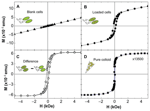 Figure S1 Magnetic response at T = 10 K from (A) unloaded cells, (B) response from Crithidia fasciculata cocultured with MNPs (sample incubated for 15 minutes), (C) difference between loaded and unloaded cells (B − A), and (D) pure magnetic colloid. Note that for the pure colloid (D), the curve was divided by 1.35 × 104 to fit the same scale as the magnetic signal from loaded cells (C).Notes: To calculate the amount of magnetic material mmag incorporated by the cells, the MS values from the pure colloids and from the magnetic nanoparticle-loaded cells were calculated as mmag [g/cell]=M/MS× Number of cells. The number of magnetic nanoparticles per single cell was estimated from the known average particle diameter.