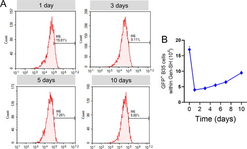 Figure 11. (A) The flow cytometry analysis of the viability of GFP-positive cells within the Gen-SH isolated from the transplanted area. (B) Percentage of the total numbers of GFP-positive cells within the Gen-SH isolated from the transplanted area.