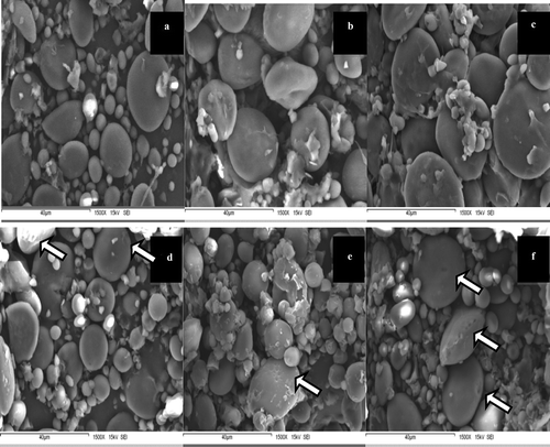 Figure 2. SEM images of starch granules of complete triticales (a, b and c for Beagle, Eronga and Fahad, respectively) and substituted triticales (d, e and f for Armadillo, Panda and Yoreme, respectively). Arrows show the pores on the surface of the starch granules. Scale bar = 40 µm. (Data from Cornejo-Ramírez et al., Citation2015.)Figura 2. Imágenes del Microscopio Electrónico de Barrido (SEM, por sus siglas en inglés) de gránulos de almidón de triticales completo (a, b y c de Beagle, Eronga y Fahad, respectivamente) y triticales sustituidos (d, e y F de Armadillo, Panda y Yoreme, respectivamente). Las flechas muestran los poros en la superficie de los gránulos de almidón. Escala = 40 µm. (Cornejo-Ramírez et al., Citation2015.)