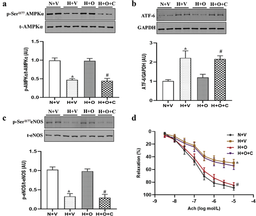 Figure 5. Omentin-1 alleviated ER stress dependent on AMPKα signaling in rats exposed to hypoxia. SD rats were exposed to a low-oxygen chamber (10% O2 with balanced N2) or normal air for 4 weeks. (a-d) phosphorylation and expression of AMPKα, expression of ATF-6, phosphorylation and expression of eNOS at Ser1177 and ach-induced relaxation in pulmonary artery from the rats incubated with omentin-1 alone or in the presence of compound C, AMPK inhibitor (5 μmol/L) for 16 h. Data are expressed as the means ± SD (n=5/group). *p <.05 vs N+V; #p <.05 vs H+O. N+V, normoxia+Vehicle; H+V, hypoxia+Vehicle; H+O, hypoxia+ omentin-1; H+O+C, hypoxia+ omentin-1+ compound C.