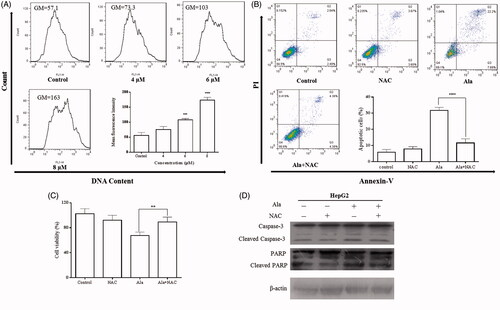 Figure 4. Ala induced apoptosis via ROS in HepG2 cell line. (A) Levels of intracellular ROS. HepG2 cells were treated with 0, 4, 6 and 8 μM of Ala for 24 h. ROS were determined with fluorescence dye DCFH-DA by flow cytometry. The results were representative of three independent experiments having similar results. ****p < .001 as compared to the control group. (B) and (C) The cells were pre-incubated with NAC (10 mM) for 1 h and then 6 μM of Ala was added to the cells for 24 h. Flow cytometry and CCK-8 were used to assess the change of apoptosis and cell viability in HepG2 cells. The results were representative of three independent experiments having similar results. **p < .01 and ****p < .001 as compared to Ala treatment alone. (D) The cells were pre-incubated with NAC (10 mM) for 1 h and then treated with 6 μM of Ala for 24 h. The expression of apoptosis-related proteins caspase-3 and PARP cleavage were analyzed by western blot with β-actin as internal control.