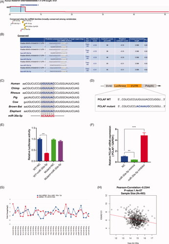 Figure 5. PCLAF is a miR-30a-5p target. (A) Full length of PCLAF 3’UTR region and its conserved sites for miRNA families predicted by TargetScanHuman 7.2. (B) Position 89–95 of PCLAF 3’UTR is predicted to be targeted by all miR-30-5p isoforms. (C) Position 89–95 of PCLAF 3′UTR targeted by miR-30a-5p is highly conserved among vertebrates. (D) Schematic illustrating the construction of luciferase reporter plasmids PCLAF WT UTR and PCLAF mutant UTR. (E) Luciferase assay is conducted and all data were reported as mean ± s.e.m. p values are calculated based on at least three independent experiments. ***p < .001. (F) qRT-PCR analysis of endogenous PCLAF mRNA expressions in PC-3 cells transfected with miR-30a-5p mimics or miR-30a-5p inhibitor; data are expressed relative to the corresponding NC cells, **p < .01, ***p < .001. (G) miR-30a-5p and PCLAF expressions show negative correlation in TCGA-PRAD data analyzed by miRTarBase. (H) LinkedOmics also revealed significant negative correlation between miR-30a-5p and PCLAF in TCGA-PRAD samples. R= −0.2344, p = 1.4e-07.