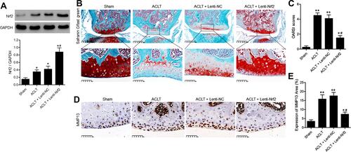 Figure 1 Overexpressing Nrf2 inhibits articular cartilage degeneration in a murine model of ACLT-induced PTOA. On day 3 post-ACLT, the affected knee joints of mice were injected with a lentivirus encoding a control or Nrf2 overexpression vector (Lenti-NC and Lenti-Nrf2, respectively). At 8 weeks post-ACLT, all animals were euthanized. Sham-operated animals served as negative controls. (A) Nrf2 protein levels in knee joints of mice were assessed by Western blotting with GAPDH as a normalization control. (B) Sagittal tibial articular cartilage sections were subjected to safranin O-fast green staining. Scale bar = 200 µm or 50 µm. (C) the OARSI scoring system was used to grade mouse cartilage degeneration. (D) Cartilage expression of MMP13 was evaluated via immunohistochemistry. Scale bar = 50 µm. (E) The MMP13-positive cartilage area was quantified as a fraction of overall cartilage area. Data are means ± SD. n = 5/group. *p<0.05, **p<0.01 vs Sham. #p<0.05 vs ACLT model group.