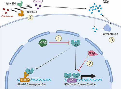 Figure 2 The regulation of glucocorticoid receptor signaling. Several proteins participate in the regulation of glucocorticoid receptor (GR) signaling. 1) The presence of GRβ, an alternatively spliced, dominant negative form GRα, inhibits GR signaling. 2) The estrogen-related receptor β (ERRβ) may inhibit GR transcriptional activity (in non-ocular cells). 3) P-glycoprotein actively transports glucocorticoids (GCs) out of the cell. 4) 11β-hydroxysteroid dehydrogenase 1/2 (11β-HSD 1/2) regulates the conversion of cortisol from cortisone and may contribute to increased GR signaling.