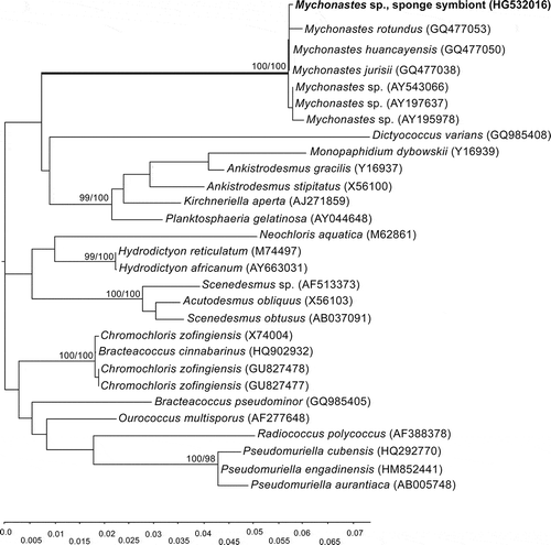 Fig. 14. Maximum-likelihood (ML) phylogenetic tree based on SSU rRNA gene sequences showing the position of Mychonastes among chlorophycean green algae, and the position of Mychonastes sp. sponge symbiont within the Mychonastes clade. Numbers at branches indicate ML/NJ bootstrap support (< 90%) from maximum likelihood (1000 replicates) and neighbour joining (1000 replicates).