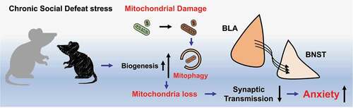 Figure 1. Chronic social defeat stress in mice induces mitochondrial damage and biogenesis or mitophagy impairments through the PINK1-PRKN/parkin pathway. The stress-induced mitochondrial deficiencies in the basolateral amygdalae (BLA) results in weakened synaptic transmission in the BLA-BNST (bed nucleus of the stria terminalis) pathway, leading to anxiety-like behavior.