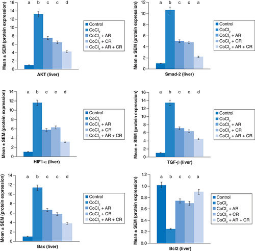 Figure 3. Impact of Arginine (AR), Carnosine (CR) and their combination on AKT, Smad-2, HIF1-α, TGF-β, Bax and Bcl2 protein expression post CoCl2 induced liver toxicity.Data are expressed as mean ± S.E.M (n = 10). p ≤ 0.05 value is considered significant. Groups having the same letter are not significantly different from each other, while those having different letters are significantly different from each other.