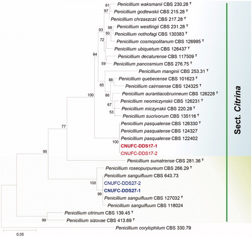 Figure 1. Phylogenetic tree of Penicillium pasqualense CNUFC-DDS17-1 and CNUFC-DDS17-2, Penicillium sanguifluum CNUFC-DDS27-1 and CNUFC-DDS27-2, and related species based on maximum likelihood analysis of the combined datasets for BenA and CaM. The sequence of Penicillium corylophilum was used as an out group. Numbers at the nodes indicate the bootstrap values (>50%) from 1000 replicates. The bar indicates the number of substitutions per nucleotide. The study isolates are shown in bold red and blue.