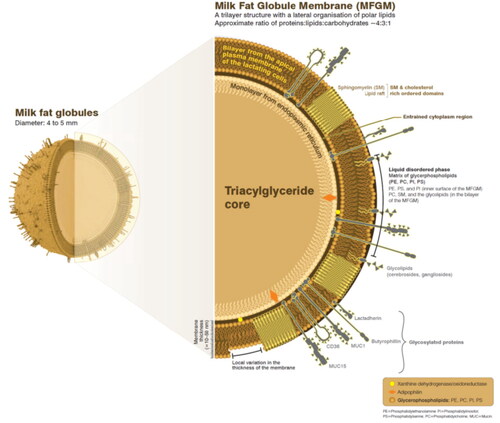 Figure 1. The structure of the milk fat globule.