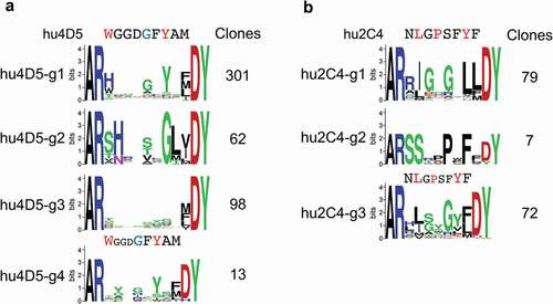 Figure 5. CDR H3 consensus sequences of unique anti-Her2 hu4D5 (a) and hu2C4 (b) variant clones. Parental CDR H3 sequence regions randomized in libraries are shown above the sequence logos, highlighting residues contacting Her2 through side-chains in red and through main-chain in blue. The number of unique clones for each group are shown