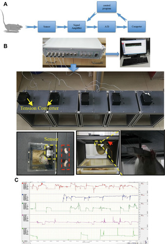 Figure 1 Static training device and data acquisition system for rats. The design and logic of data acquisition during training are illustrated in (A). (B) Schematic diagram of this device. In static training, the hind limbs were fixed, and then they habitually curled up; naturally, the upper limbs grasped the sensor. This grip force was converted into an electrical signal, amplified by the signal amplifier, and was finally presented in the computer software system. (C) Real-time data collected in different channels.