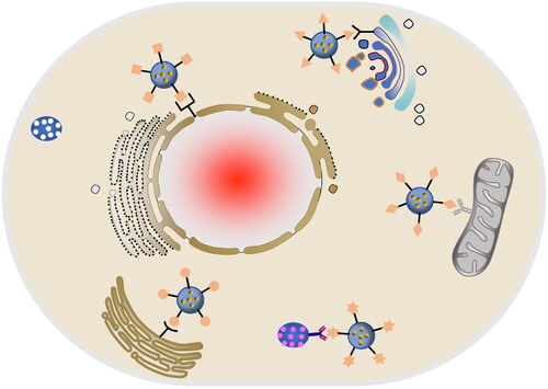 Figure 6. Schematic diagram of organelle targeting nano drug delivery system.