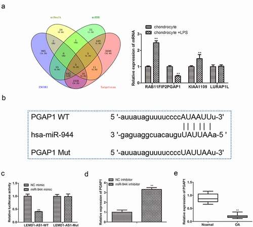 Figure 6. PGAP1 acts as a target of miR-944. (a) The possible downstream targets of miR-944 were predicted by bioinformatics tools. (b) Putative binding sites between miR-944 and PGAP1. (c) Dual-luciferase reporter analysis was employed to validate the interactions between miR-944 and PGAP1. **P< 0.01 vs. NC mimic group. (d) The expression of PGAP1 in chondrocytes with miR-944 inhibitor was determined by qRT-PCR. **P< 0.01 vs. NC inhibitor group. (e) The expression of PGAP1 in cartilage tissues of OA patients was detected by qRT-PCR. **P< 0.01 vs.normal group.All data were presented as mean ± SD. n = 3.