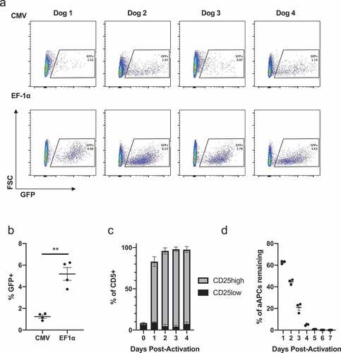 Figure 1. Lentiviral transduction of primary canine T cells