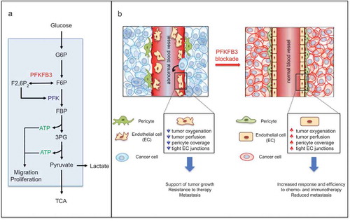 Figure 2. Targeting endothelial cell metabolism induces tumor vessel normalization. a. Schematic representation of the glycolytic pathway converting glucose into pyruvate. PFKFB3 is a key regulator of glycolysis by producing fructose-2,6-bisphosphate (F2,6P2), the most potent allosteric activator of phosphofructokinase-1 (PFK-1). G6P, glucose-6-phosphate; F6P, fructose-6-phosphate; F2,6P2, fructose-2,6-bisphosphate; PFK, phospho-fructokinase; 3PG, 3-phospho glyceraldehyde; TCA, tricarboxylic acid cycle; ATP, cellular adenosine 5ʹ-trisphosphate.b. Upon inhibition of PFKFB3 in hyperglycolytic tumor endothelial cells, tumor vessels show smoother endothelial surface, reduced intercellular gaps, more prominent basement membrane and increased pericyte coverage. All these changes improve tumor vessel perfusion and thereby lower hypoxia, contributing to reduced invasion, intravasation and metastasis. Adapted from [Citation8].