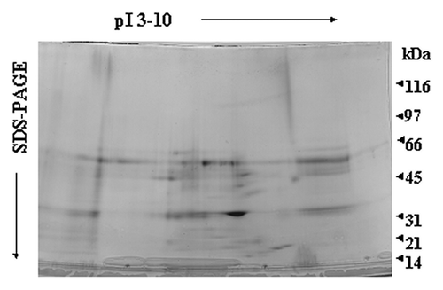 Figure 6. Two-dimensional gel electrophoresis of LPS/LTA-binding serum proteins from septic serum. LPS or LTA was covalently coupled to NHS-activated columns. Human serum obtained from septic patients was passed through the columns. Unbound proteins were washed away, bound proteins were eluted, concentrated and analyzed by two-dimensional gel electrophoresis. Proteins of interest were excised for tryptic digestion and mass spec analysis. Twenty five samples were analyzed; this is a representative gel.