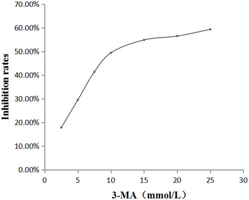 Figure 2 The effect of different concentrations of 3-MA on the amount of oral mucosal FBs.