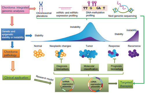 Figure 3 The concept of integrative genomic approaches in the study of chordoma. Combinations of different genomic approaches, including chromosomal aberration analyses, messenger ribonucleic acid (mRNA)- and microRNA (miRNA)-expression profiling, deoxyribonucleic acid (DNA)-methylation analysis, and next-generation sequencing contribute to a better understanding of mechanisms underlying chordoma development and progression. The characterization of molecular changes of chordoma at multiple biological levels provides a deeper insight into tumor stratification (chordoma pathology), leading to improved chordoma diagnostics, treatment, and patient-outcome prediction.