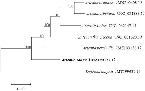 Figure 1. Phylogenetic tree showing the relationship among A. sinica and other species from the Artemia. The numbers on each node are the bootstrap support values. Daphnia magna was selected as an outgroup.