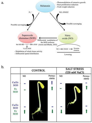 Figure 3. (a) Interactions among melatonin, nitric oxide and superoxide dismutase (SOD) as a consequence of NaCl (120 mM) stress (Adapted from Arora & Bhatla,2017). (b) Differential modulation of SOD isoforms by NO points toward separate intracellular pathways with their functional separation. Its concentration-dependent biphasic (pro- and antioxidant) nature of action is observed as SOD isoforms are affected variably by the presence of NO (Adapted from Arora and Bhatla, 2015).