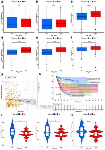 Figure 11. Prediction of immunotherapy response. The expressions of PD-L1 and PD-L2 were slightly higher in the high-risk group with P > 0.05 (a and b). The expression of mismatch repair genes in tumor samples, MLH1 (c), MSH2 (d), MSH6 (e), and PMS2 (f), expressed significantly higher in the high-risk group. Moreover, with the increment of risk scores, TMB decreased slightly with R = −0.075 and P = 0.13 (g) and the Kaplan–Meier curves showed that patients with higher TMB and low-risk scores tended to have the best overall survival and those with low TMB and high risk scores usually had worst survival probabilities (h). The IPS of anti-CTLA-4 (i), anti-PD-1(j), and anti-(CTLA-4 plus PD-1) (k) in the high-risk group was significant lower than that in the low-risk group, predicting that patients with higher risk scores had a worse immunotherapy response