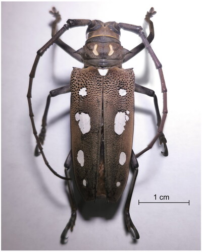 Figure 1. Female of Batocera rubus Linnaeus, 1785, dorsal view. Scale = 1 cm. This is an original image by the authors.