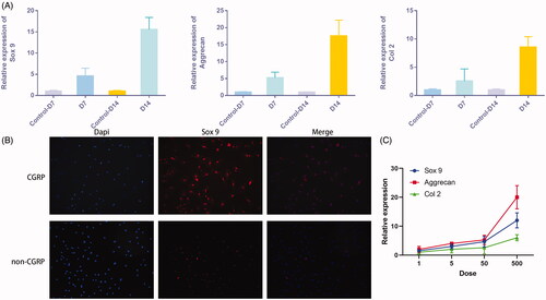 Figure 3. CGRP stimulates chondrogenic differentiation of FAPs in vitro. (A) Additional CGRP was able to induce chondrogenic differentiation of FAPs, as shown by increased expression of Sox9, Aggrecan, and Col II. (B) Immunofluorescence of Sox 9 was more significant with additional CGRP. (C) The expression of chondrogenic genes was in a dose-dependent manner with the dose of the additional CGRP.