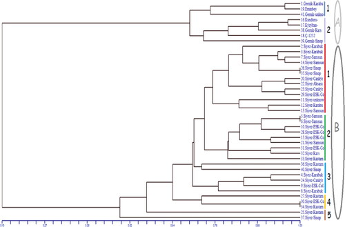Figure 3. UPGMA based clustering of three different wheat species (T. monococcum, T. dicoccum, T. durum).