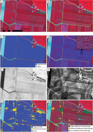 Figure 3. (a) Image subset in the Gordonvale area with known canegrub damage; (b) block-boundary segmentation (yellow lines); (c) classification of fallow and sugarcane fields; (d) fine-scale segmentation (blue lines); (e) normalized difference vegetation index; (f) texture image; (g) classification of potential canegrub damage objects; and (h) classification of high, medium, and low likelihood of canegrub damage.