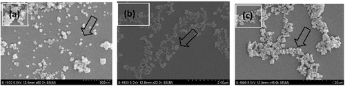 Figure 1. SEM images of TiO2 nanoparticles dispersal in (a) ultrapure water, (b) BG-11, and (c) SM7.