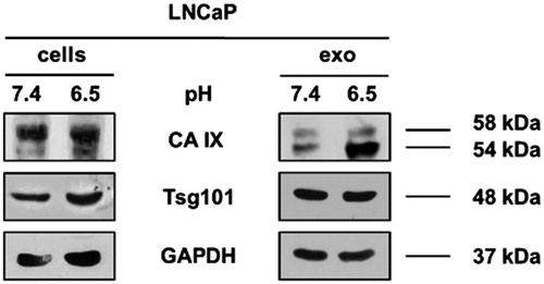 Figure 2. Western Blot of lysates from LNCaP pH 7.4 and LNCaP pH 6.5 cell and exosomes. CA IX expression was analysed in LNCaP lysates from cells and exosomes cultured at different condition. CA IX expression in increased both in cells and exosomes cultured at pH 6.5 compared to samples at pH 7.4. In particular, there is an increase of CA IX 54KDa band in samples at pH 6.5. Membranes were also incubated with anti-GAPDH, a housekeeping protein, and anti-Tsg101, a typical exosomal marker.