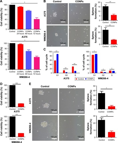 Figure 3 Low dosage of CONPs suppressed the stemness and tumorigenesis of A375 and WM266-4 cells through reducing the expression of genes involved in tumor progression.Notes: (A) The cell viability of A375 and WM266-4 cells treated with CONPs (1.75 μg/mL) for 24, 48 and 72 hours, n=3. (B) SFE of cells which were kept in CONP medium (1.75 μg/mL) for 120 hours reduced significantly compared with the untreated cells. The number of sphere (diameter ≥50 μm) was counted at day 5. Scale bars represent 100 μm, n=3. (C) Cell cycle of survival cells after A375 and WM266-4 cells were exposed to low dosage of CONPs for 72 hours showed G0/G1 arrest, n=3. (D) Cell viability of survival cells cultivated in CONP-free medium for 120 hours was lower than normal cells, n=3. (E) Representative images of sphere deriving from survival A375 to WM266-4 cells cultivated for 120 hours. Data showed that the SFE of survival cells decreased comparing with normal cells. Scale bars represent 100 μm, n=3. (F) Representative images of transwell analysis of survival A375 and WM266-4 cells showed declined invasion of survival cells, n=3. (G) Tumorigenesis of survival A375 cells in NOD/SCID mice reduced comparing with control cells. A total of 5×104 cells were injected subcutaneously and observed for 28 days. Six mice per group. (H) Western blot results exhibited the significant decrease of CD271, SOX10, MITF, p-BRAF and p-ERK expression in time-dependent manner after low dosage of CONPs treatment. The error bars represent ± standard deviation (*P<0.05, **P<0.01, ***P<0.001); n= biological replicates.Abbreviations: CONPs, cuprous oxide nanoparticles; NOD/SCID, nonobese diabetic/severe combined immunodeficiency; SFE, sphere formation efficiency.