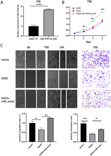 Figure 4 GAS5 regulated cell proliferation, migration and invasion by sponging miR-135b-5p. (A) qRT-PCR was used to detect the transfection efficiency of miR-135b-5p. (B, C) CCK-8, scratch test (magnification, x40) and transwell assay (magnification, x100) were applied to detect cell proliferation, invasion and migration ability after transfection with vector, GAS5, GAS5+ miR-135b-5p_mmic. ** means P < 0.01, *** means P < 0.001, **** means P < 0.0001.