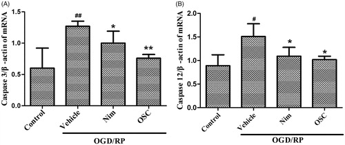 Figure 7. Effects of OSC (5 μmol/L) on OGD/RP-induced expression of caspase-3 and caspase-12 mRNA in primary hippocampal neurons as determined by real-time quantitative PCR. Data are mean ± SD, n = 3. #p < 0.05, ##p < 0.01 OGD/RP + vehicle group versus control group; *p < 0.05, **p < 0.01 versus OGD/RP + vehicle group.