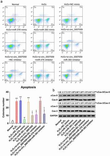 Figure 8. miR-378 influences apoptosis of H2O2-treated cardiomyocytes. Cardiomyocytes were transfected with miR-378/miR-383 or NC mimic or co-transfected with a miR-378/miR-383 inhibitor and lentiviral-si-circ_0007059/siNC for 1 d and subsequently exposed to H2O2 (0.1 mM) for 1 d. (a) Annexin V-FITC/PI staining and FC were used to detect the proportion of apoptotic cardiomyocytes. (b) WB quantification of the levels of caspase-3/-9 and cleaved-caspase-3/-9. *P < 0.05 versus the normal group; #P < 0.05 versus the H2O2 group; *P < 0.05 and **P < 0.01 versus the CG; #P < 0.05 and ##P < 0.01 versus the H2O2 group; $P < 0.05 versus the H2O2 + si-circ_0007059 group.