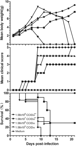 Fig. 6 Evaluation of the protective effect of the inactivated CV-B5 vaccine in the mouse model.Adult female BALB/c mice were vaccinated with formaldehyde-inactivated CV-B5/JS417 (experiment group) or medium (control group) twice with a 2-week interval and allowed to mate 1 h after the first vaccination. The resulting pups were challenged with CV-B5/JS417 (3.16 × 103 CCID50/mouse) on day 3 after birth. The mortality, clinical symptoms, and body weight were monitored and recorded daily after the infection (n = 6 to 10, per group). One representative result is shown. The Mantel–Cox log-rank test was used to compare the survival of the pups between each vaccine group and the medium control group at 21 days post-infection. ***p < 0.001
