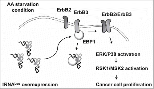 Figure 7. Schematic representation for the role of free tRNALeu. Under amino acid starvation condition, free tRNALeu interacts with EBP1 and enhances the activation of ErbB2/ErbB2 pathway. Finally, the downstream signaling mediated by RSK1/MSK2 facilitates cancer cell proliferation.