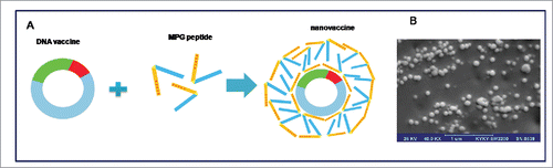 Figure 2. Schematic illustration of MPG-based nanovaccine (A), and The SEM micrograph of the spherical nanoparticles formed at N/P 10:1 at 20,000× magnification (B).