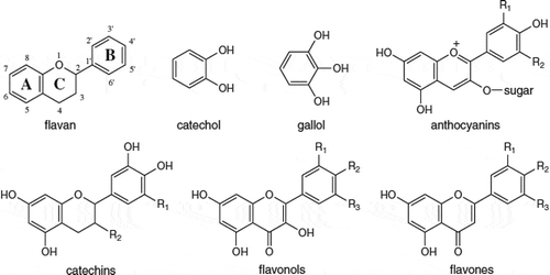 Figure 3. Most common derivatives of flavonoids with basic structures.[Citation9]