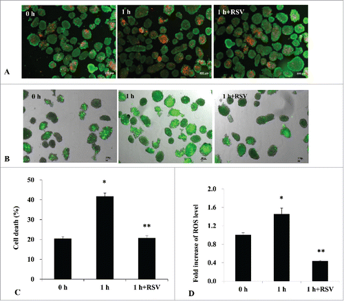Figure 8. (A) Cell death rate measurement in isolated islets using acridine orange (AO)/propidium iodide (PI) staining (X 50). When isolated islets were incubated in a hypoxic chamber for 1 h, the number of PI-stained cells (red-color) was increased. (B) Hydrogen peroxide staining with CM-H2DCFDA also increased after hypoxic treatment in isolated islets compared to control islets (X 50). (C) Cell death rate was significantly increased at 1 h of hypoxic conditions compared to normoxia incubation (*P < 0.05 vs. control). However, RSV pretreatment remarkably attenuated cell death rate after hypoxic treatment (**P < 0.05 vs. 1 h group). Data are expressed as mean ± SE (n = 3 separate experiments). (D) RSV pretreatment before hypoxic culture significantly attenuated the ROS expression in the islets compared to the non-treated group. Data are expressed as mean ± SE (n = 3 separate experiments). *P < 0.05 vs. control, **P < 0.05 vs. 1 h of hypoxic treatment group.