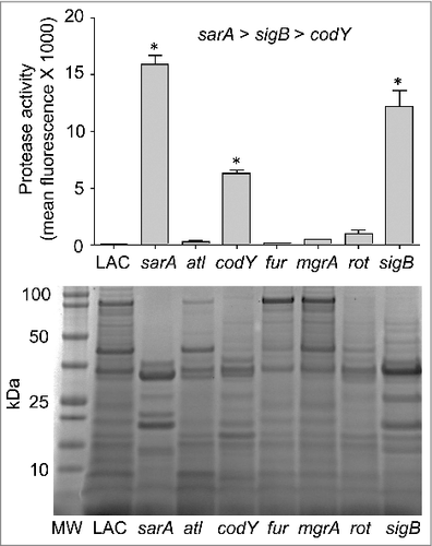 Figure 6. Protease activity in LAC regulatory mutants. Top: Total protease production in LAC and the indicated regulatory mutants was assessed using a commercially available FITC-casein cleavage hydrolysis assay. Results are reported as mean fluorescence values ± the standard error of the mean. Asterisks indicate statistically significant differences (p ≤ 0.05) between the indicated mutants relative to the results observed with LAC. As indicated above the graph, individual comparisons also confirmed that the amount of total protease activity observed in the sarA mutant was increased to a statistically significant extent by comparison to the results observed with both the sigB and codY mutants and that total protease activity in the sigB mutant was increased to a statistically significant extent by comparison to those observed with the codY mutant. Bottom: Extracellular protein profiles for LAC and each regulatory mutant were assessed by SDS-PAGE. MW = molecular weight markers, with the molecular weight in kilodaltons (kDa) of representative markers shown to the left
