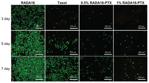 Figure 10 Cell viability assessment by the Live/Dead assay method after treatment with RADA16, PTX, or RADA16-PTX hydrogel with different peptide concentrations.Abbreviation: PTX, paclitaxel.