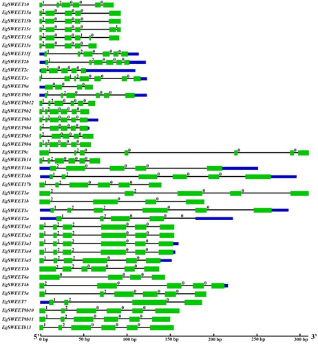 Figure 2. Exon-intron structures of 40 SWEET genes identified in Eucalyptus.Note: Shown is a graphic representation of the gene models of 40 SWEETs which have 6 or 7 TMD. Exons and introns are represented by green boxes and black lines, respectively. The number indicates the splicing phases of the SWEET genes. 0, phase 0; 1, phase 1; 2, phase 2.