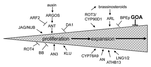 Figure 1 The size of an organ is determined by cell proliferation and cell expansion. Many proteins have been identified in Arabidopsis that play a role in these processes, however, little is known about the regulatory networks that control these processes.