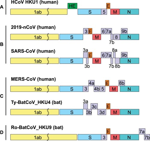 Figure 1. Betacoronavirus genome organization. The betacoronavirus genome comprises of the 5'-untranslated region (5'-UTR), open reading frame (orf) 1a/b (yellow box) encoding non-structural proteins (nsp) for replication, structural proteins including spike (blue box), envelop (orange box), membrane (red box), and nucleocapsid (cyan box) proteins, accessory proteins (purple boxes) such as orf 3, 6, 7a, 7b, 8 and 9b in the 2019-nCoV (HKU-SZ-005b) genome, and the 3'-untranslated region (3'-UTR). Examples of lineages A to D betacoronaviruses include human coronavirus (HCoV) HKU1 (lineage A), 2019-nCoV (HKU-SZ-005b) and SARS-CoV (lineage B), MERS-CoV and Tylonycteris bat CoV HKU4 (lineage C), and Rousettus bat CoV HKU9 (lineage D). The length of nsps and orfs are not drawn in scale.